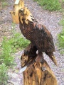 Eagle Perched